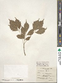 Acer cissifolium image