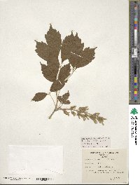 Acer cissifolium image