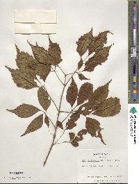 Acer cissifolium image