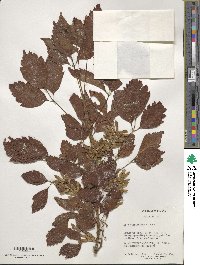 Acer cissifolium image