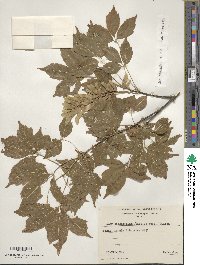 Acer cissifolium image