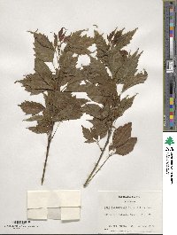 Acer cissifolium image