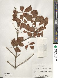 Acer cissifolium image