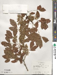 Acer cissifolium image