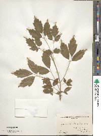 Acer cissifolium image