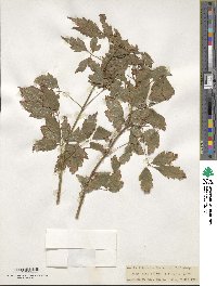 Acer cissifolium image