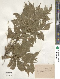 Acer cissifolium image