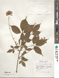 Acer cissifolium image