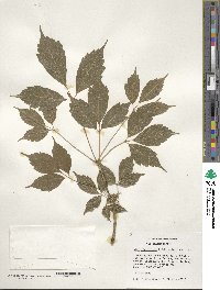 Acer cissifolium image