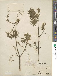 Acer cissifolium image