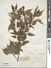 Acer cissifolium image