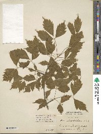 Acer cissifolium image