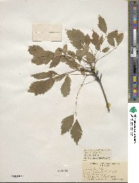 Acer cissifolium image