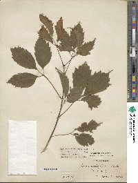 Acer cissifolium image