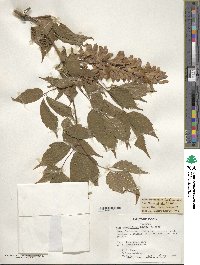 Acer cissifolium image