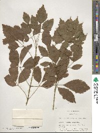 Acer cissifolium image