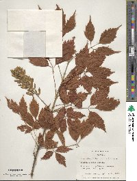 Acer cissifolium image