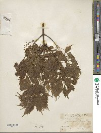 Acer cissifolium image