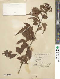 Acer cissifolium image