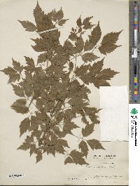 Acer cissifolium image