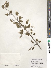 Acer crataegifolium image