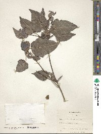 Acer crataegifolium image