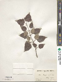 Acer crataegifolium image