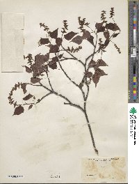 Acer crataegifolium image