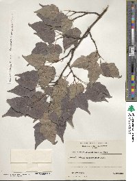 Acer crataegifolium image