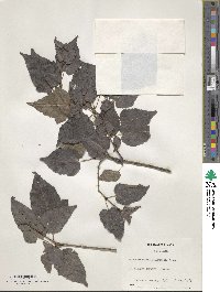 Acer crataegifolium image