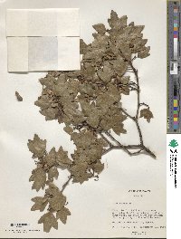 Acer monspessulanum image