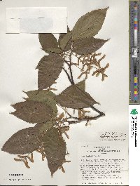 Acer davidii image