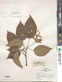 Acer davidii image