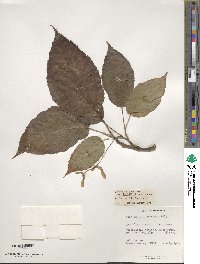 Acer davidii image