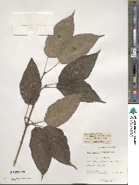 Acer davidii image