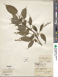 Acer davidii image