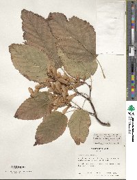 Acer davidii image