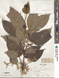 Acer davidii image