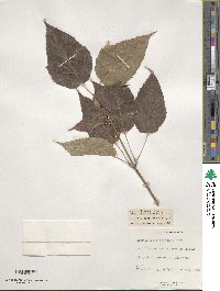 Acer davidii image