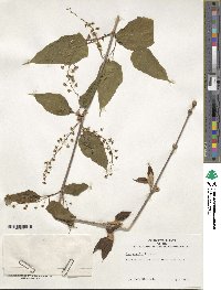 Acer davidii image