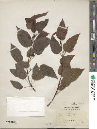 Acer davidii image