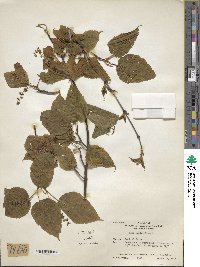 Acer davidii image