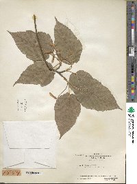 Acer davidii image