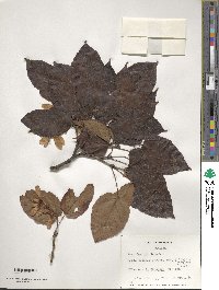 Acer davidii image