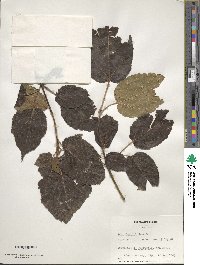 Acer davidii image