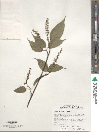 Acer davidii image