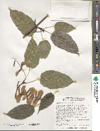 Acer davidii image