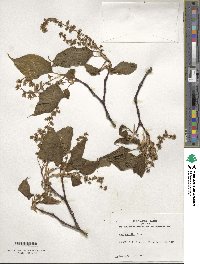 Acer davidii image