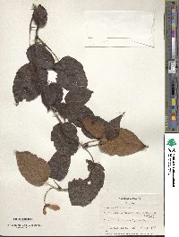 Acer davidii image