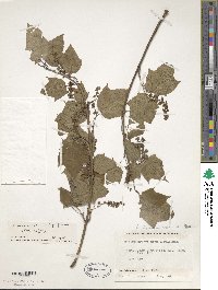 Acer davidii subsp. grosseri image